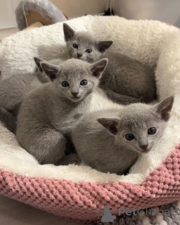 Photo №1. russian blue - for sale in the city of Ludwigshafen | 329$ | Announcement № 151259