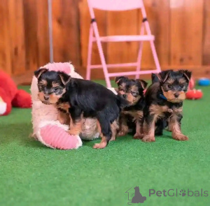 Photo №2 to announcement № 172071 for the sale of yorkshire terrier - buy in Germany breeder