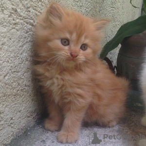 Photo №1. persian cat - for sale in the city of Харлем | 449$ | Announcement № 13827