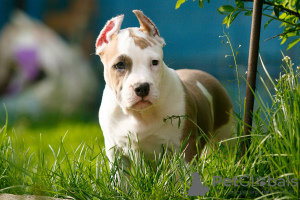 Photo №4. I will sell american staffordshire terrier in the city of Wrocław. breeder - price - 832$