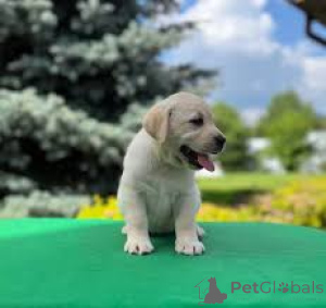 Photo №4. I will sell labrador retriever in the city of Amsterdam. private announcement, breeder - price - Is free