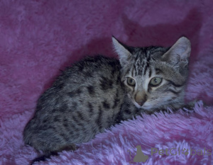 Photo №1. savannah cat - for sale in the city of CoCHEM | 361$ | Announcement № 173533