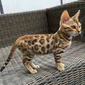 Photo №3. Male and Female Bengal cats available for sale. Albania