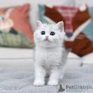Photo №3. little Scottish Fold ready to melt hearts Those big round eyes say it all!. Italy