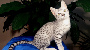 Additional photos: Egyptian Mau