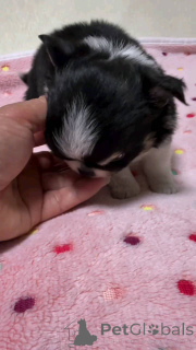 Photo №2 to announcement № 152857 for the sale of chihuahua - buy in Germany private announcement