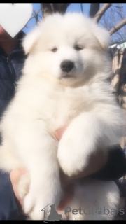 Photo №1. samoyed dog - for sale in the city of Kishinev | 423$ | Announcement № 40115