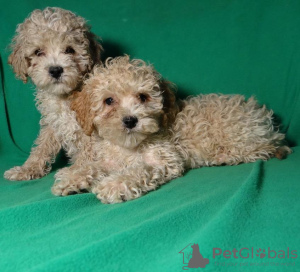 Additional photos: Real maltipu puppies (toy poodle). Boys.