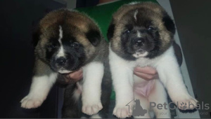 Photo №1. akita - for sale in the city of Cologne | 424$ | Announcement № 130438