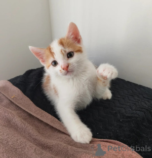 Photo №1. american shorthair - for sale in the city of Estringen | 361$ | Announcement № 178441