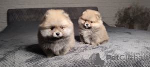 Photo №2 to announcement № 31928 for the sale of pomeranian - buy in Russian Federation breeder