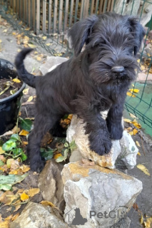 Additional photos: Miniature Schnauzer puppies with excellent pedigree