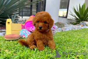 Photo №1. poodle (toy) - for sale in the city of Ljubljana | negotiated | Announcement № 178235