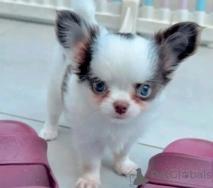 Photo №1. chihuahua - for sale in the city of Frankenberg | negotiated | Announcement № 165175