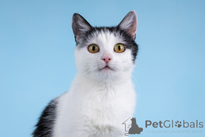 Photo №4. I will sell  in the city of Khimki. from the shelter - price - Is free