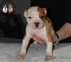 Photo №4. I will sell american staffordshire terrier in the city of Ruma. breeder - price - negotiated