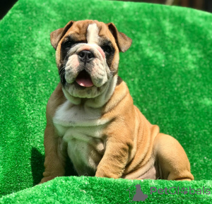 Photo №1. english bulldog - for sale in the city of Minsk | negotiated | Announcement № 10890