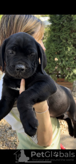 Additional photos: South African Boerboel Mastiff puppies for sale