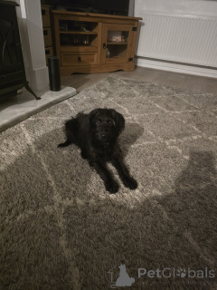 Photo №1. labrador retriever - for sale in the city of ATH | 413$ | Announcement № 157790