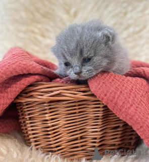 Photo №3. Four British Shorthair Kittens For Adoption. United States