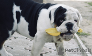 Photo №1. english bulldog - for sale in the city of Minsk | 600$ | Announcement № 25371