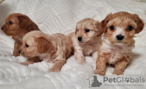 Photo №3. Puppies. United States