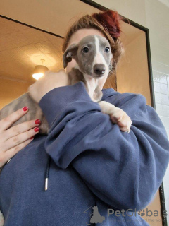 Photo №1. italian greyhound - for sale in the city of Florida | 550$ | Announcement № 55306