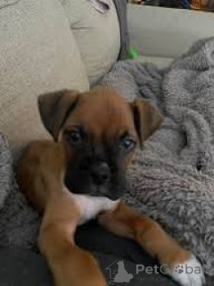 Photo №2 to announcement № 165992 for the sale of boxer - buy in Spain private announcement, breeder