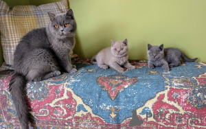 Photo №1. burmilla shorthair - for sale in the city of Bamberg | negotiated | Announcement № 159397