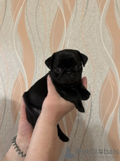 Additional photos: Pug puppies