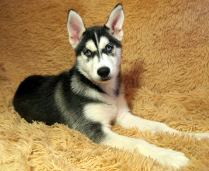 Photo №1. siberian husky - for sale in the city of St. Petersburg | 448$ | Announcement № 5720
