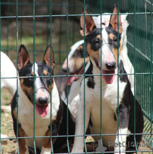 Photo №2 to announcement № 119655 for the sale of bull terrier - buy in Serbia 