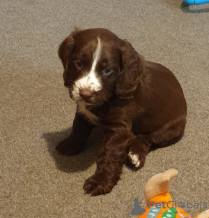 Photo №2 to announcement № 132183 for the sale of  - buy in Switzerland 