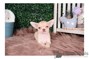 Photo №1. chihuahua - for sale in the city of Калифорния Сити | negotiated | Announcement № 110065