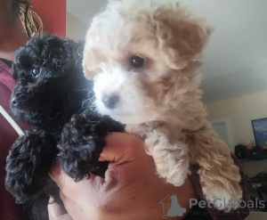 Photo №2 to announcement № 150142 for the sale of maltipu - buy in Germany private announcement, breeder