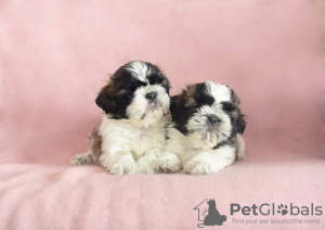 Photo №2 to announcement № 15227 for the sale of shih tzu - buy in Poland private announcement, from nursery, breeder