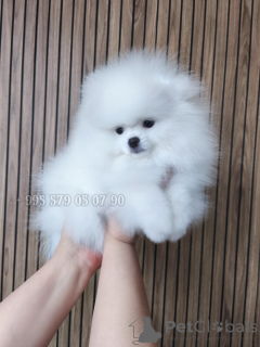 Photo №3. White Pomeranian Spitz puppies for sale, the embodiment of nobility and beauty.. Georgia