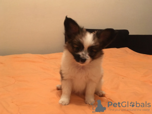 Photo №4. I will sell papillon dog in the city of Москва. breeder - price - 677$