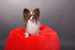 Photo №2 to announcement № 1228 for the sale of papillon dog - buy in Russian Federation breeder