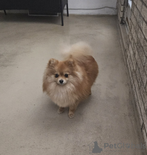 Photo №4. I will sell pomeranian in the city of Торонто. private announcement - price - negotiated