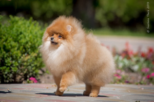 Photo №2 to announcement № 2163 for the sale of pomeranian - buy in Ukraine breeder