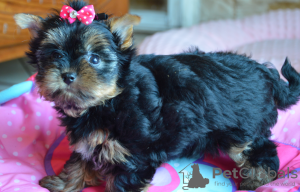 Photo №1. yorkshire terrier - for sale in the city of Busko-Zdrój | 404$ | Announcement № 56033