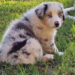 Photo №2 to announcement № 157251 for the sale of australian shepherd - buy in Germany private announcement, breeder