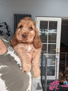 Photo №1. american cocker spaniel - for sale in the city of West Palm Beach | 260$ | Announcement № 83605
