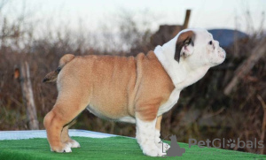 Photo №2 to announcement № 85170 for the sale of english bulldog - buy in Serbia 