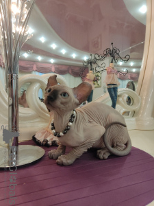 Photo №2 to announcement № 107139 for the sale of sphynx-katze - buy in Russian Federation from nursery