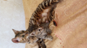 Photo №1. egyptian mau - for sale in the city of Vsevolozhsk | 7$ | Announcement № 2483