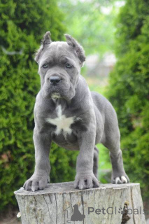 Photo №2 to announcement № 168823 for the sale of cane corso - buy in Serbia 
