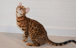 Photo №1. bengal cat - for sale in the city of Minsk | 237$ | Announcement № 4917