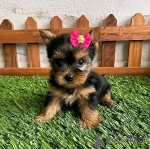 Photo №2 to announcement № 123113 for the sale of yorkshire terrier - buy in United States 